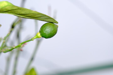 Small and young single lemon hanging on the tree. Green lemon.