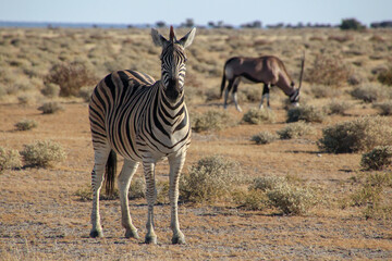 Obraz na płótnie Canvas Zebra mit Oryx