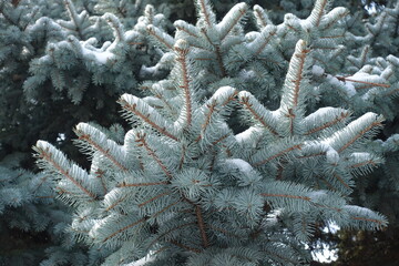 Branches of blue spruce covered with snow in December