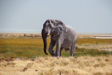 alter elefant