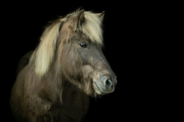 Islandpferd  © Tina Bauer