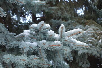 Leafage of blue spruce covered with snow in December