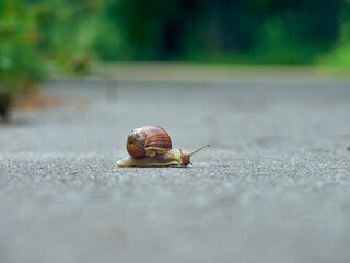 Slow grape snail crawl on the asphalt in the park