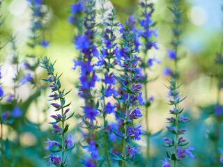 Purple flowers of hyssop (hyssopus officinalis)