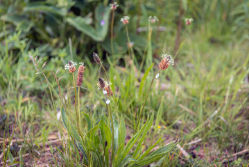 Closeup of a ribwort plantain plant in various flowering stages. The plant was photographed in the spring season in a Dutch nature reserve.
