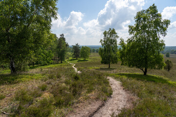 beautiful hillside landscape in the nature preservation area of the lueneburger heide