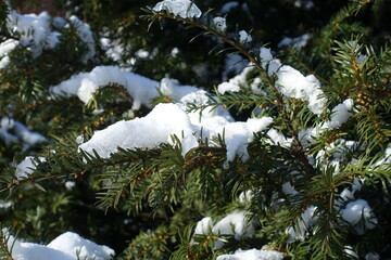 Vibrant green branch of yew covered with snow in February