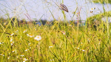 wild grasses close up harvest yellow field background