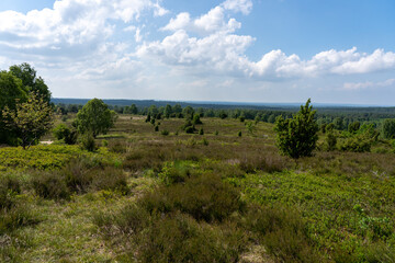 beautiful hillside landscape in the nature preservation area of the lueneburger heide