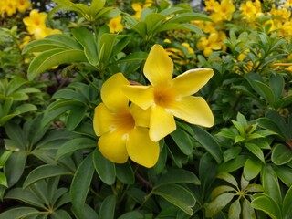 beautiful yellow flowers in the garden