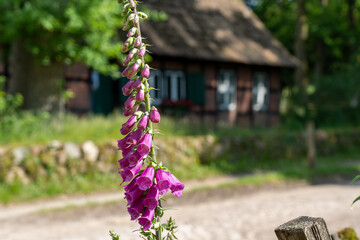 closeup of a foxglove flower in summertime in the nature preservation area of the lueneburger heide
