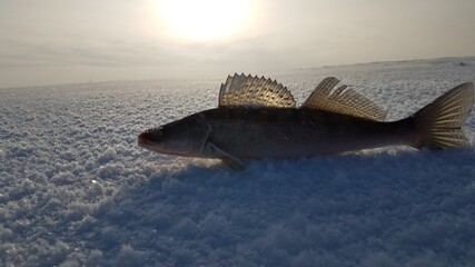Winter fishing pike perch