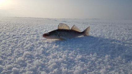 Winter fishing pike perch