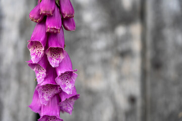 closeup of a foxglove flower with a wooden background in summertime in the nature preservation area...