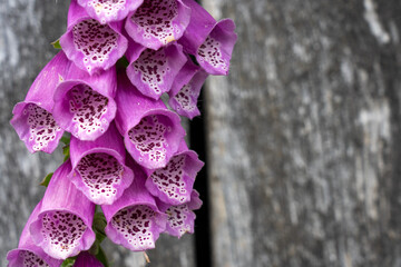 closeup of a foxglove flower with a wooden background in summertime in the nature preservation area...