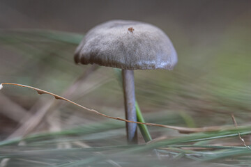 Mushrooms in the forest in autumn
