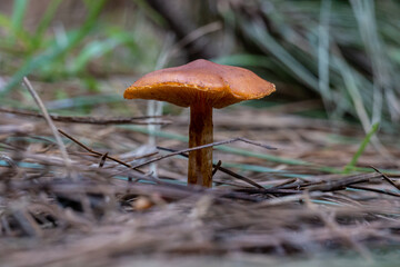 Mushrooms in the forest in autumn
