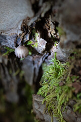 Mushrooms in the forest in autumn