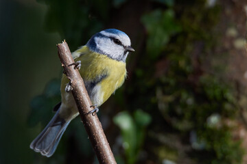 Obraz premium Little dear blue tit sits on a branch and watches the surroundings 3
