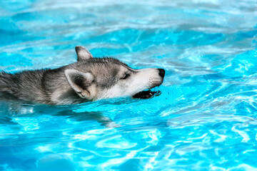 A young Siberian Husky female dog with blue eyes is swimming in a pool. She has wet grey and white fur. The water has an azure and blue color, with waves and splashes. It's a sunny summer day.