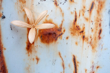 Rusted metal surfaces with dried flowers
