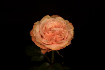 Rose on a black background