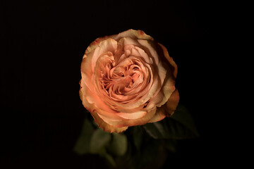 Rose on a black background