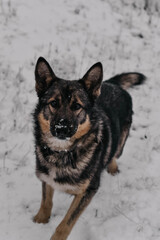 german shepherd dog