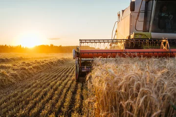 Photo sur Plexiglas Tracteur Combine harvester harvests ripe wheat. Concept of a rich harvest. Agriculture image