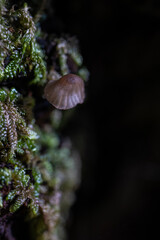 Mushrooms in the forest in autumn