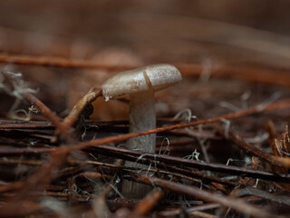Mushrooms in the forest in autumn
