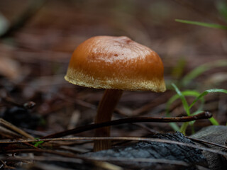Mushrooms in the forest in autumn