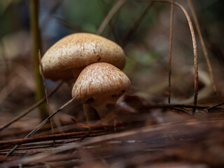 Mushrooms in the forest in autumn