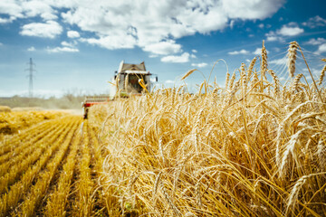 Fototapeta na wymiar Combine harvester harvests ripe wheat. Concept of a rich harvest. Agriculture image