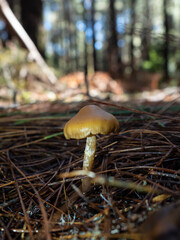 Mushrooms in the forest in autumn