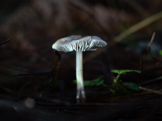 Mushrooms in the forest in autumn