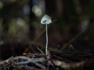 Mushrooms in the forest in autumn