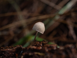 Mushrooms in the forest in autumn
