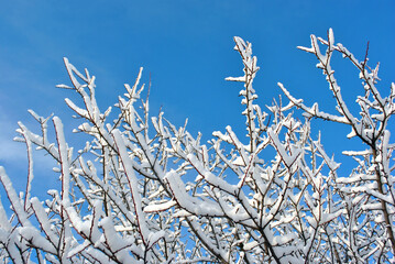 Tree branches covered with white fluffy snow close up detail, winter in forest, bright blue sky background