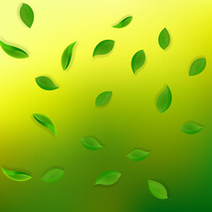 Falling green leaves. Fresh tea neat leaves flying