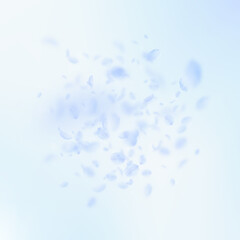 Light blue flower petals falling down. Shapely rom