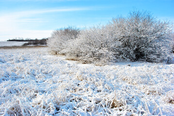 Trees covered with snow, forest edge, winter landscape, blue cloudy sky background