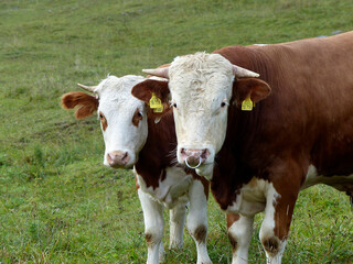 Fototapeta na wymiar Cows on a meadow in the Bavarian mountains, Germany
