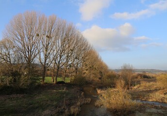 Mistletoe growing in a row of deciduous trees in rural Wye Valley, Wales, UK.