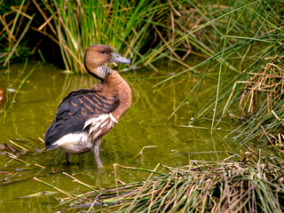 Fulvous Whistling Duck or fulvous tree ducks (Dendrocygna bicolor) standing in water among plants
