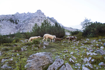 Fototapeta premium Herd of sheep at mountain lake Seebensee, Austrian Alps
