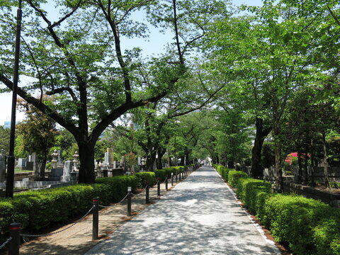 新緑が美しい青山霊園（桜並木の中央通り）