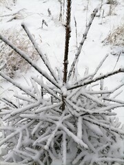 snow covered branches