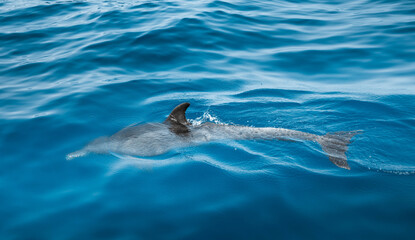Fototapeta premium Dolphin swimming on the surface of the blue ocean