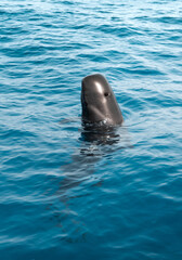 Little whale swimming on the surface of the blue ocean © Iván Berrocal